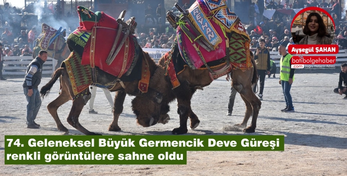 74. Geleneksel Büyük Germencik Deve Güreşi renkli görüntülere sahne oldu