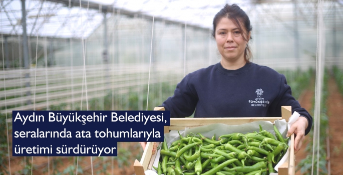 Aydın Büyükşehir Belediyesi, seralarında ata tohumlarıyla üretimi sürdürüyor