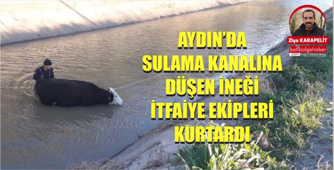 AYDIN’DA SULAMA KANALINA DÜŞEN İNEĞİ İTFAİYE EKİPLERİ KURTARDI