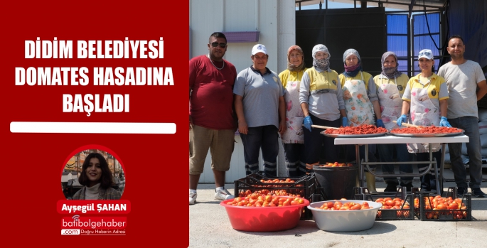 DİDİM BELEDİYESİ DOMATES HASADINA BAŞLADI