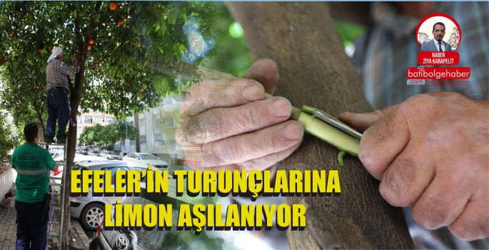 EFELER’İN TURUNÇLARINA LİMON AŞILANIYOR