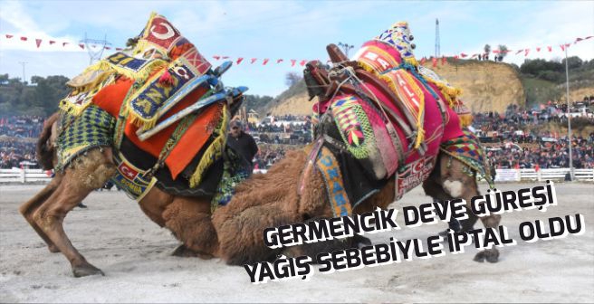 GERMENCİK DEVE GÜREŞİ YAĞIŞ SEBEBİYLE İPTAL OLDU