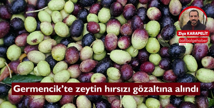 Germencik’te zeytin hırsızı gözaltına alındı