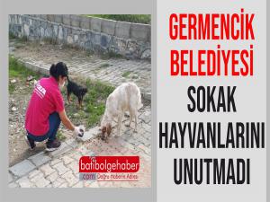 GERMENCİK BELEDİYESİ SOKAK HAYVANLARINI UNUTMADI