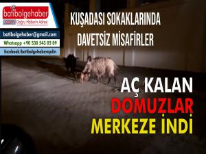 Kuşadası Sokaklarında davetsiz misafirler geziyor