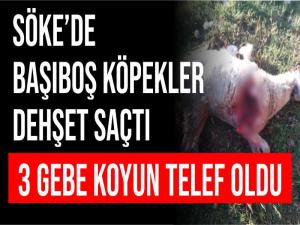 Söke'de Köpek vahşeti.