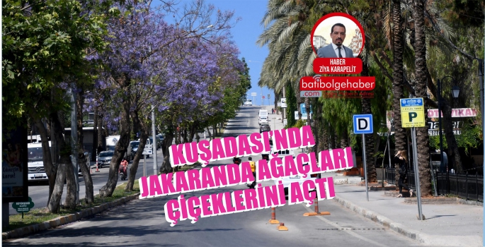 KUŞADASI’NDA JAKARANDA AĞAÇLARI ÇİÇEKLERİNİ AÇTI