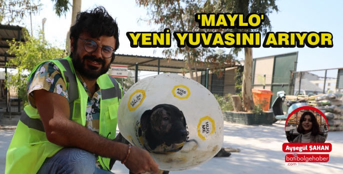  'MAYLO' YENİ YUVASINI ARIYOR