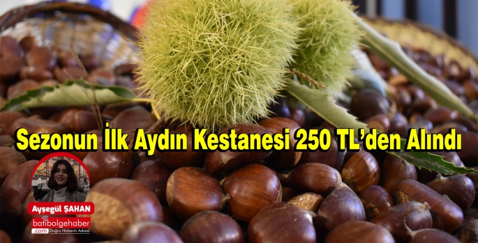 Sezonun İlk Aydın Kestanesi 250 TL’den Alındı