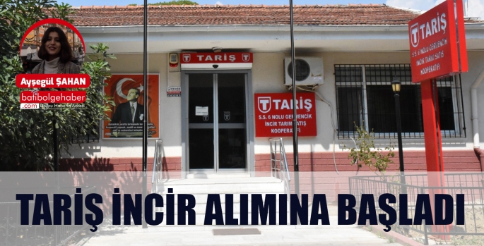 TARİŞ İNCİR ALIMINA BAŞLADI